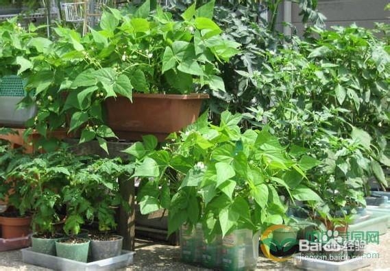 夏季让叶类蔬菜进驻你的阳台