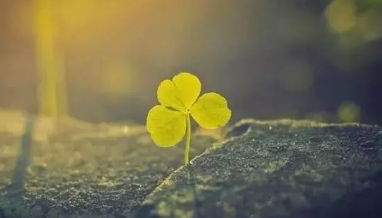 佛说：你且忍他、让他、爱他…全句是什么