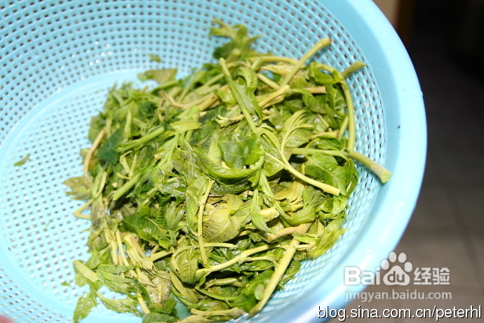 春季美味的香椿炒鸡蛋