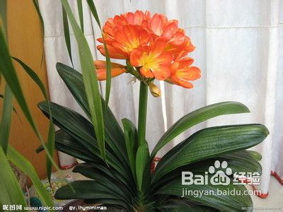 办公桌植物有哪些