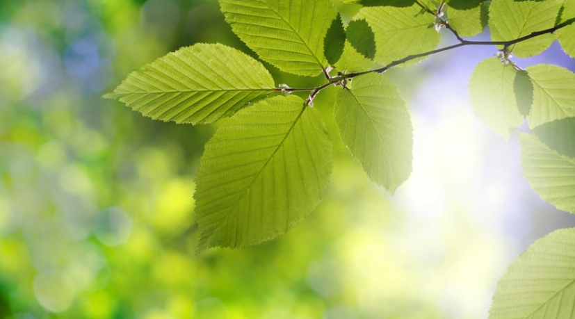 植物需要阳光,灯光可以代替阳光吗