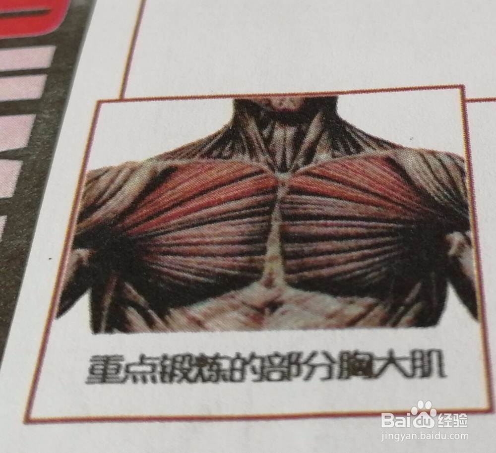 如何练胸部肌肉