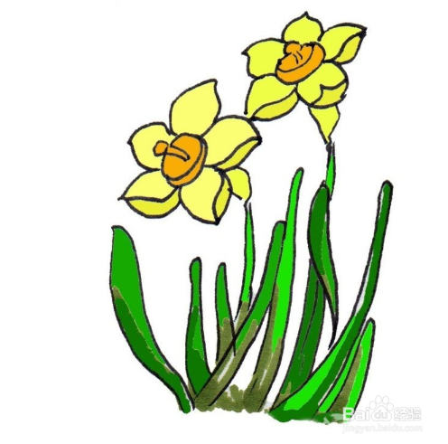 教你如何画出美丽的水仙花
