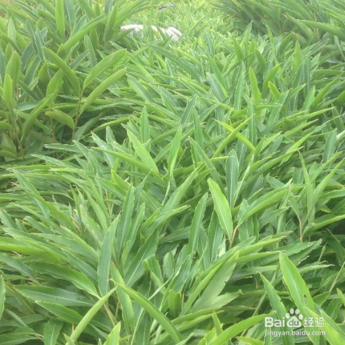 刚刚买的砂仁该如何养殖？