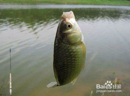 冬季钓鲫鱼的四点技巧