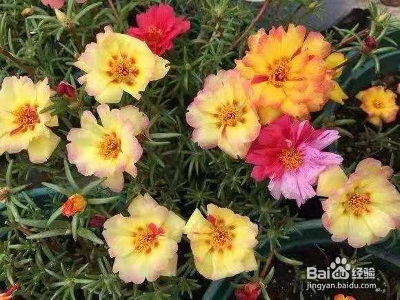 3种“致病花”，聪明人都搬到屋外了！