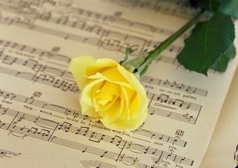 玫瑰有哪儿些品种类型