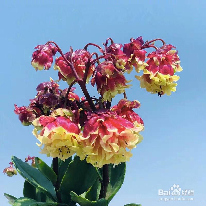 宫灯长寿花怎么养