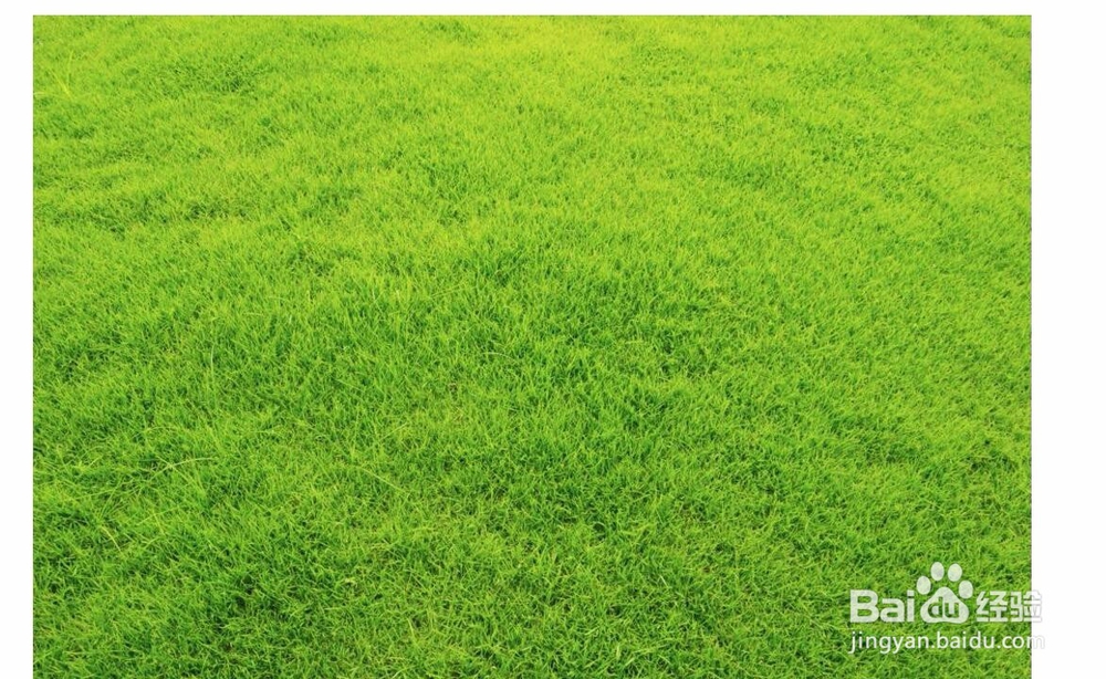 怎么用PS软件制作文字轮廓的草地效果?