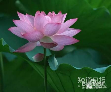 人民币上的花，你家都养了吗
