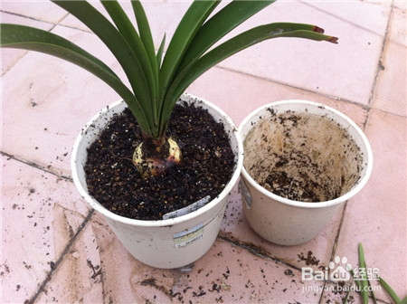 花盆上方总有虫子在飞？盆土这么处理一下，再也不见虫影了！