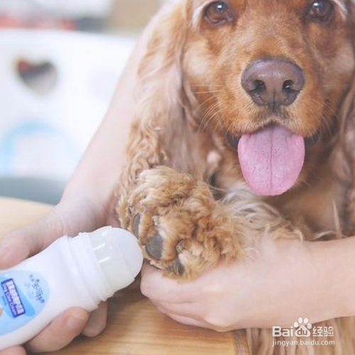 狗狗美容护理有哪些注意事项？