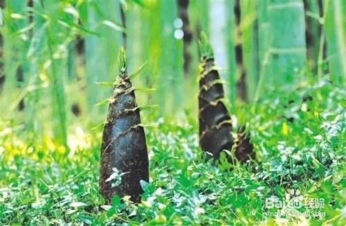 竹笋的作用以及食用禁忌