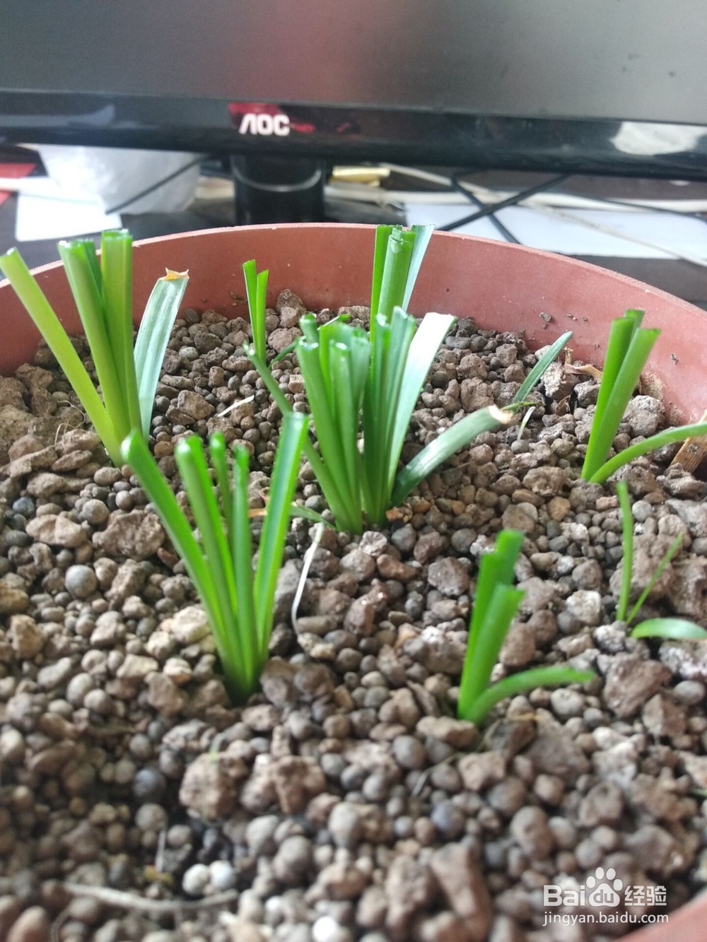 如何让胖丽丽小球快速生长