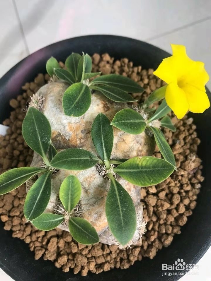 多肉植物惠比须笑怎么养
