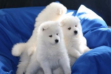 微笑天使的喂养