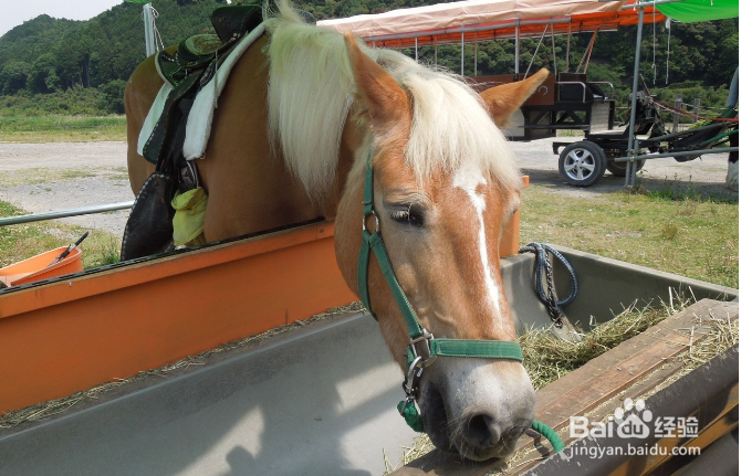 日本岚山一日游攻略?