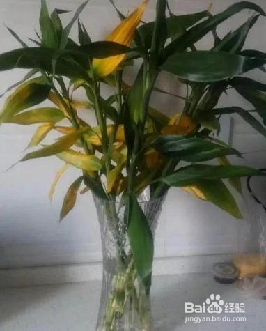 水养富贵竹养几根禁忌