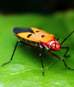春暖花开如何有效预防过敏性鼻炎？