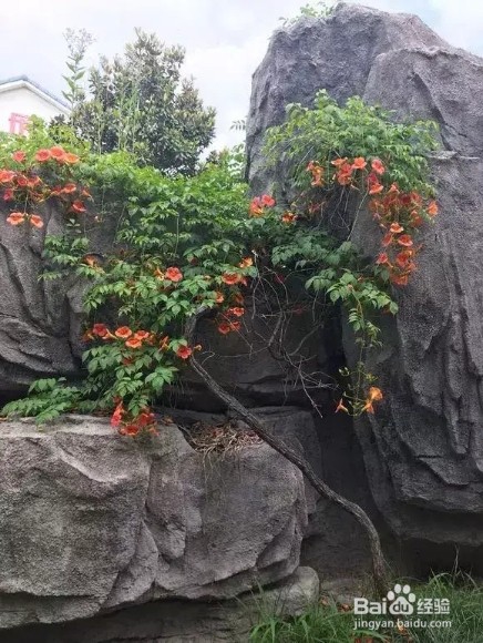 养上3种爬藤花,隔热降温,好看好养