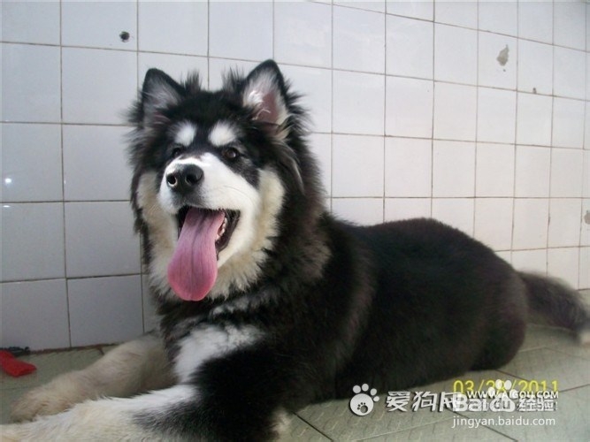 怎样哄你家生病的小狗狗主动吃