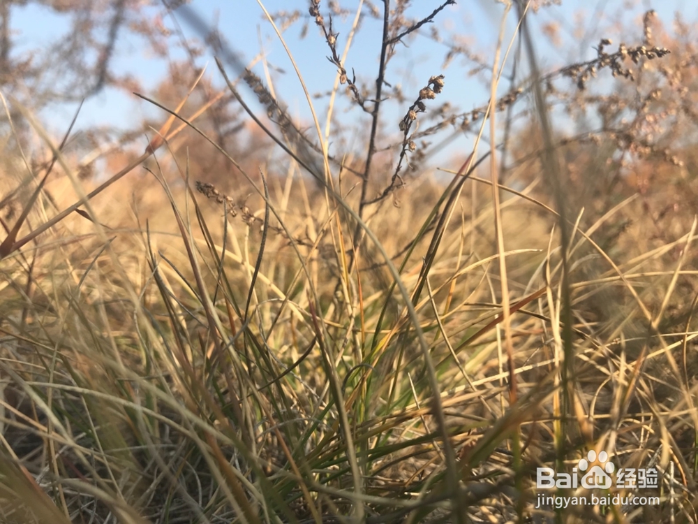 郊游怎样获得秋趣