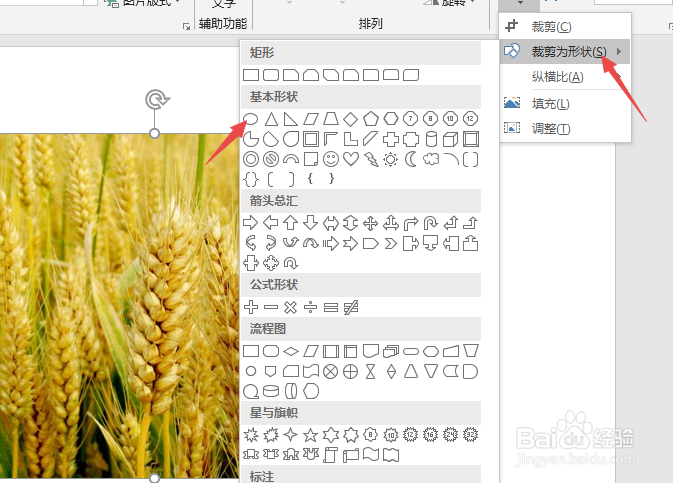 PPT如何将插入的图片裁剪为椭圆形