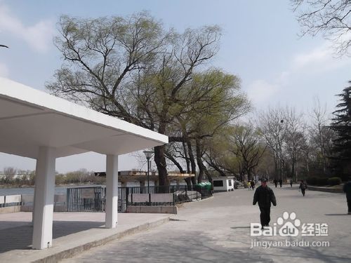 北京玉渊潭公园樱花节游记