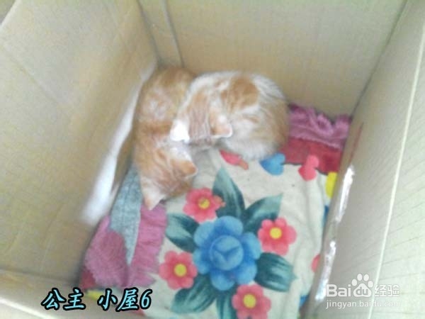 怎样才能养“活”小猫