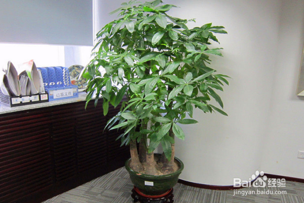 如何有效避免发财树烂根