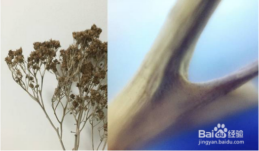 手机摄影微距技能 经验