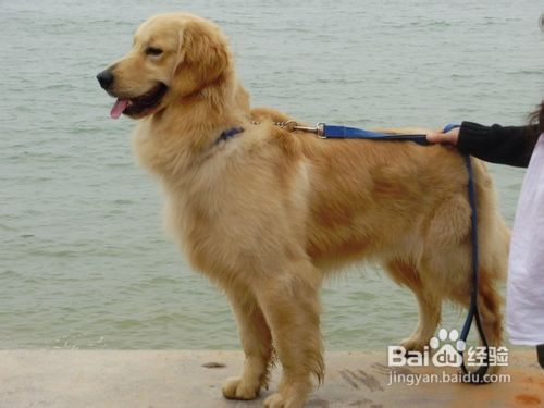 金毛犬尾巴的语言