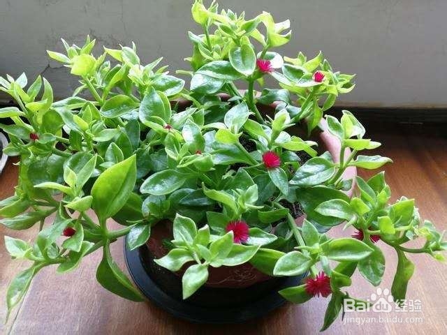 将这几种花卉植物悬挂起来养殖,也别有一番风味