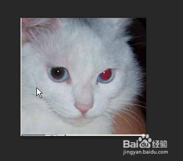 用Photoshop软件修复红眼及污点