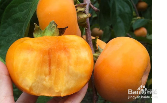 脆柿子怎么吃才不涩