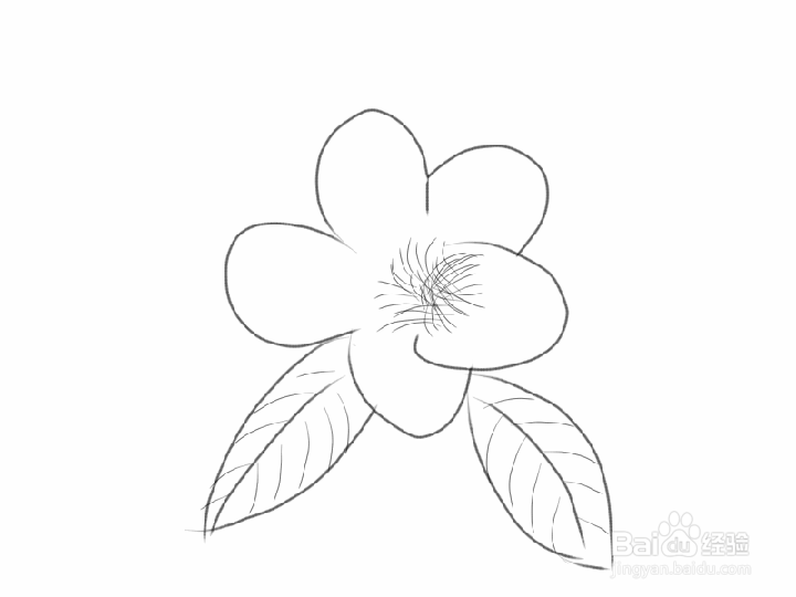 金花茶如何手绘