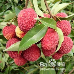 夏天你该吃什么水果？