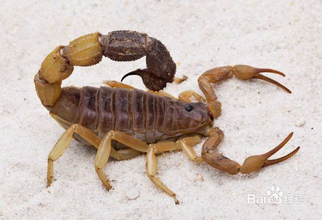 蝎子泡酒的功效与作用及食用方法