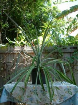 教你怎么在阳台种菠萝