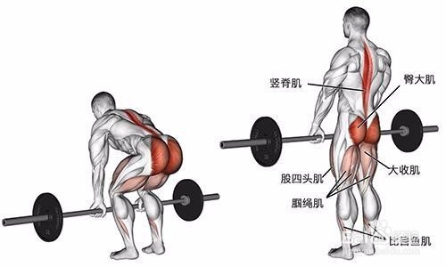 健身必备,你的硬拉做对了吗