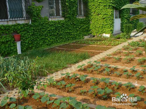 如何使院子不发空