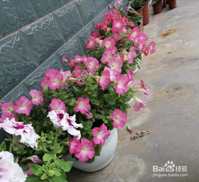 北方地区哪些花卉自播能力比较强？