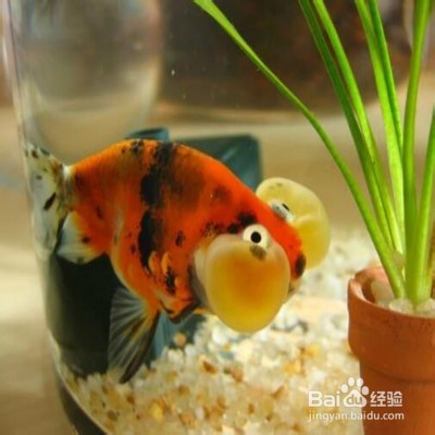 水泡眼金鱼要怎么养殖