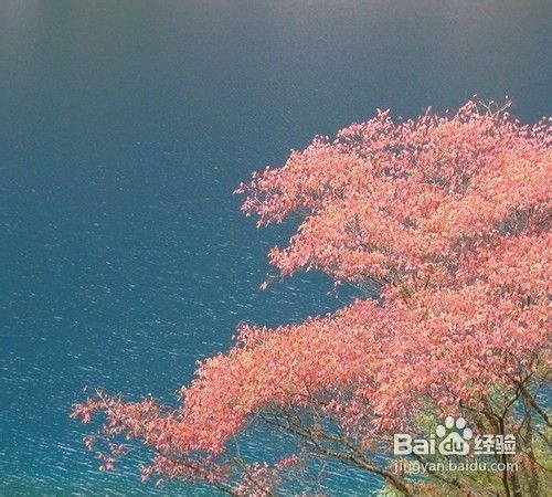 九寨沟_黄龙_“童话世界”四日游