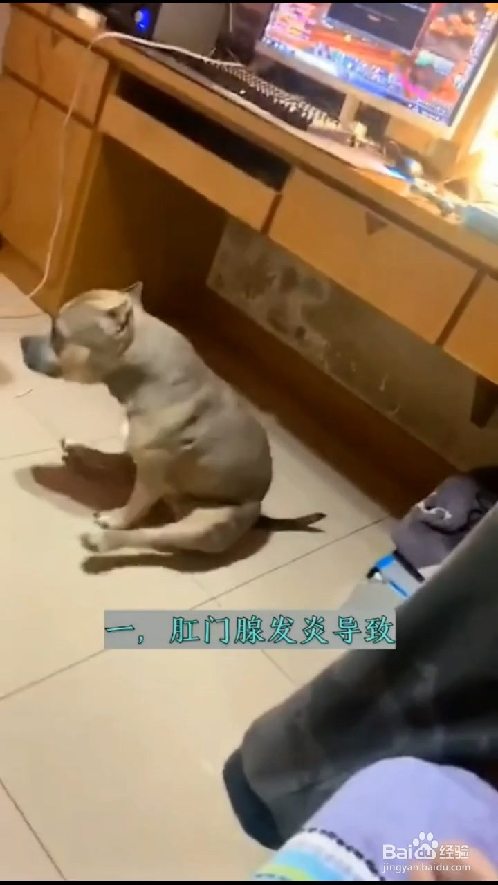 小狗蹭屁股的原因