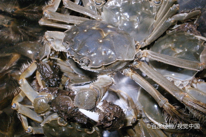 河蟹买多了吃不了怎么办