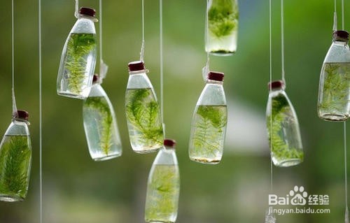 花卉水吸绳怎么用