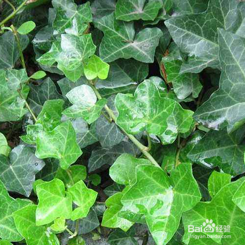 常青藤的培育方法和注意事项