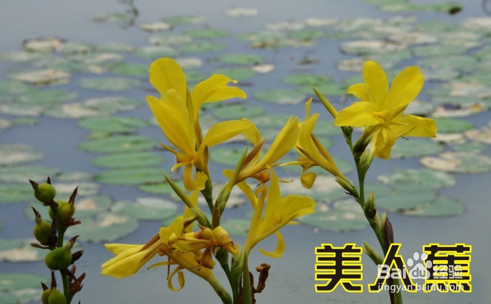 美人蕉的实用价值