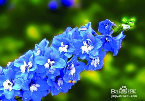 翠雀的养殖方法和注意事项